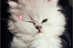 WjZwinkʲô˼ķg(ԭʹɫ)